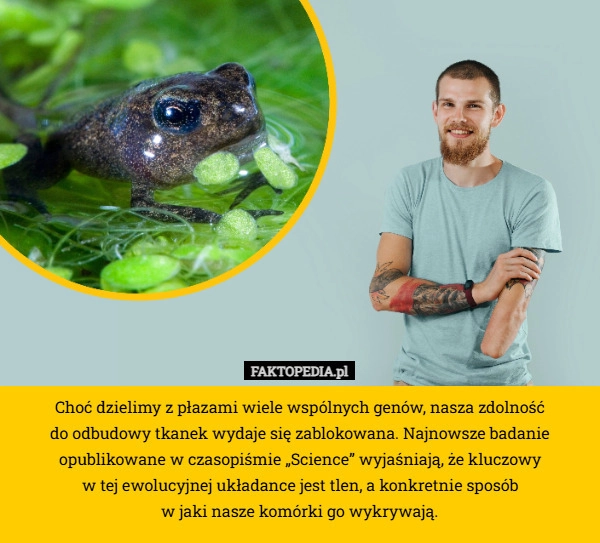 
    Choć dzielimy z płazami wiele wspólnych genów, nasza zdolność
 do odbudowy
