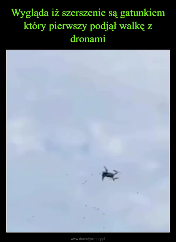 Wygląda iż szerszenie są gatunkiem który pierwszy podjął walkę z dronami