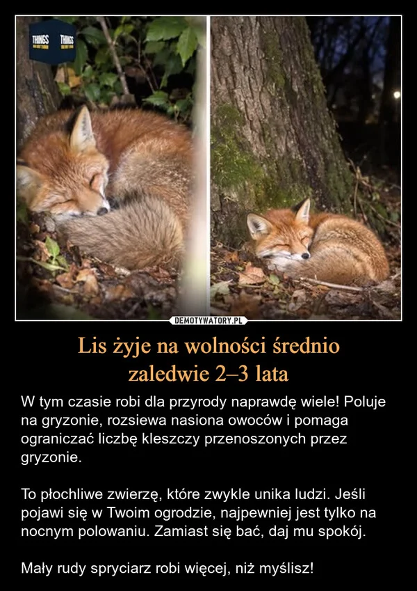 
    Lis żyje na wolności średnio zaledwie 2–3 lata