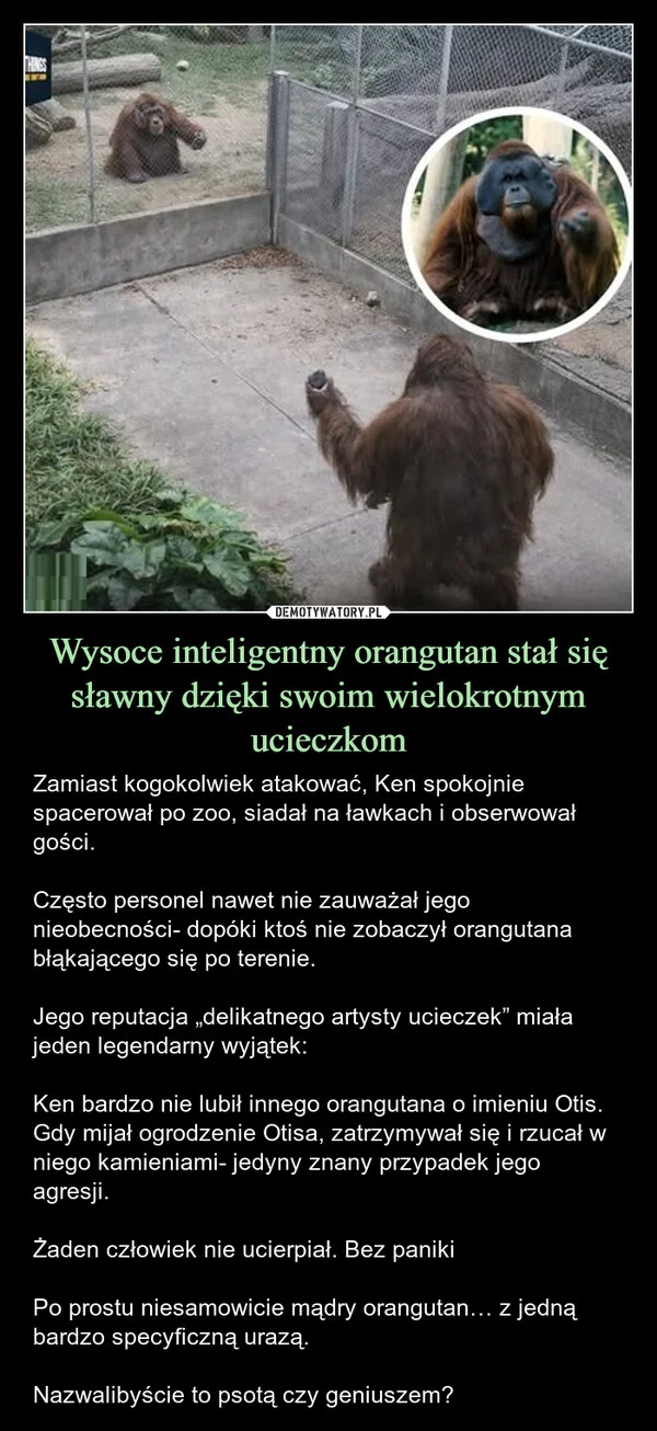 
    Wysoce inteligentny orangutan stał się sławny dzięki swoim wielokrotnym ucieczkom