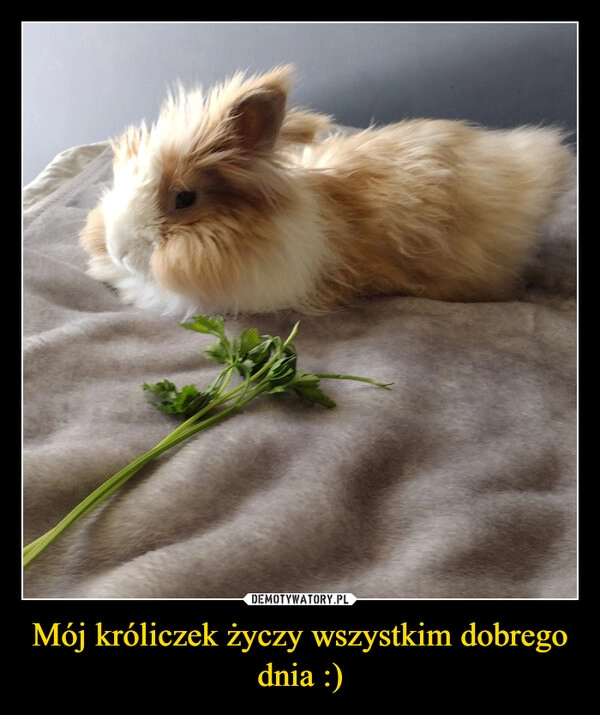 
    Mój króliczek życzy wszystkim dobrego dnia :)