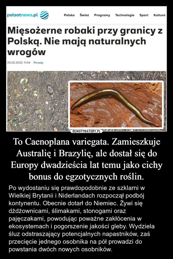 
    To Caenoplana variegata. Zamieszkuje Australię i Brazylię, ale dostał się do Europy dwadzieścia lat temu jako cichy bonus do egzotycznych roślin.