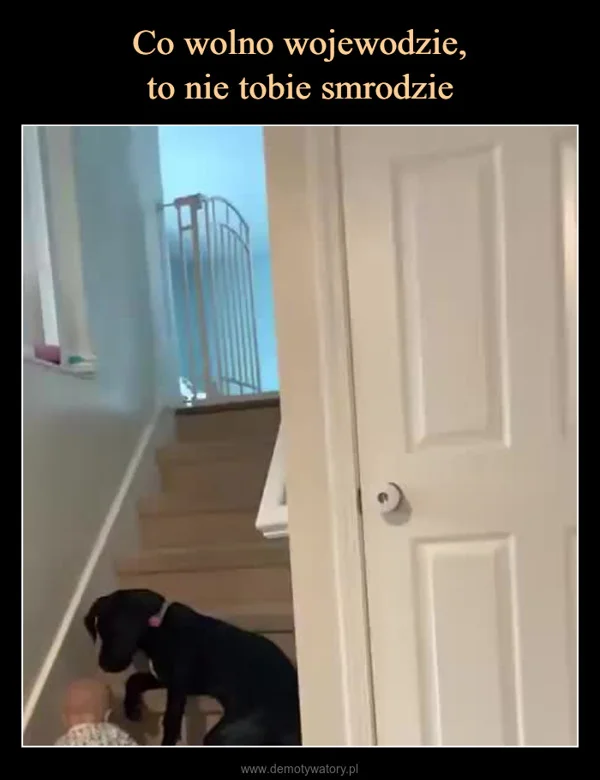 
    Co wolno wojewodzie, to nie tobie smrodzie