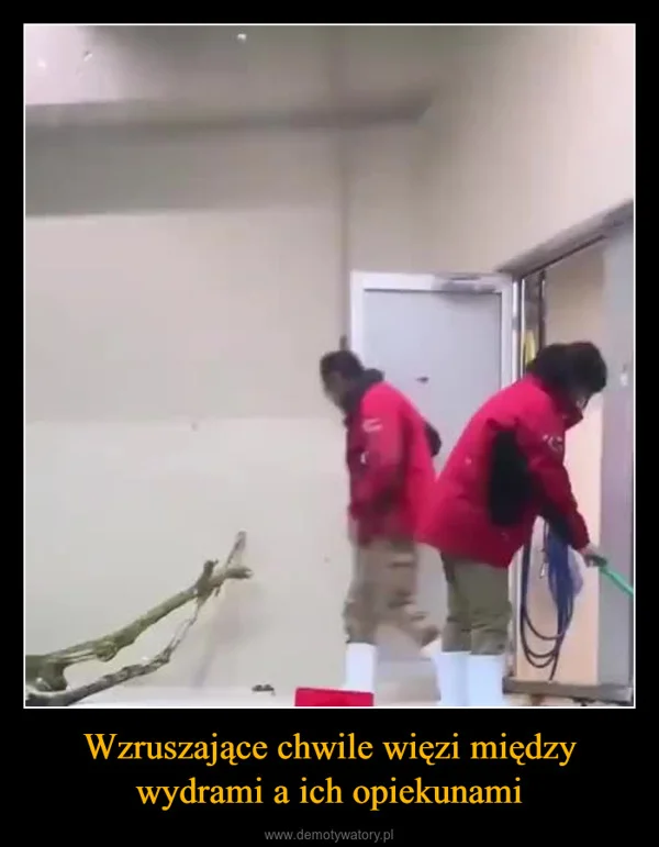 
    Wzruszające chwile więzi między wydrami a ich opiekunami