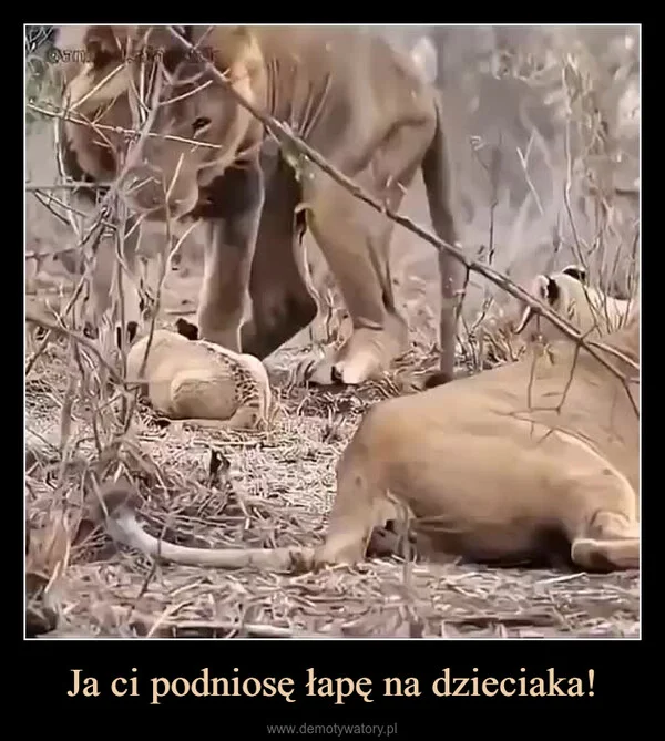 
    Ja ci podniosę łapę na dzieciaka!