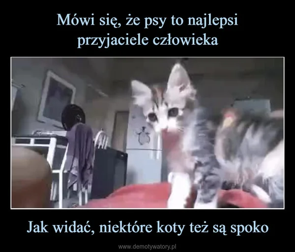 
    Mówi się, że psy to najlepsi przyjaciele człowieka Jak widać, niektóre koty też są spoko