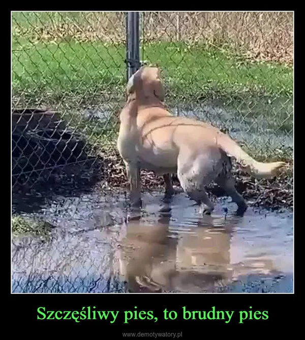 
    Szczęśliwy pies, to brudny pies