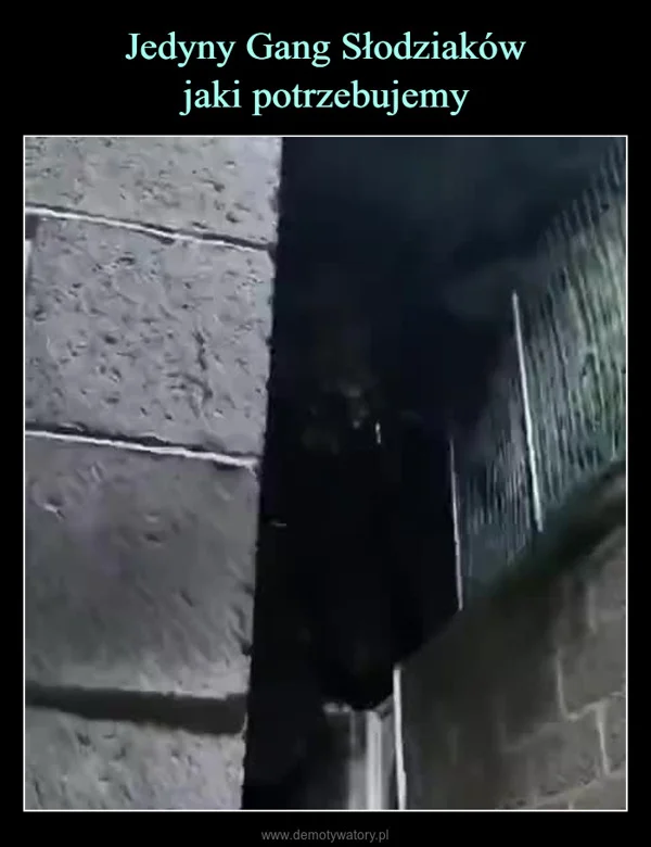 
    Jedyny Gang Słodziaków jaki potrzebujemy