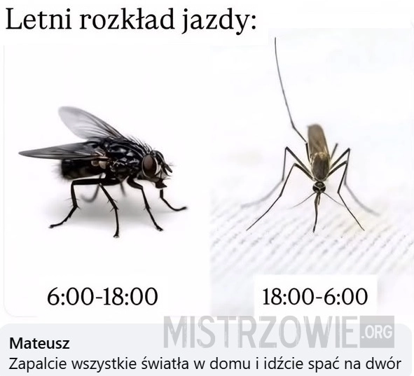 
    Letni rozkład jazdy