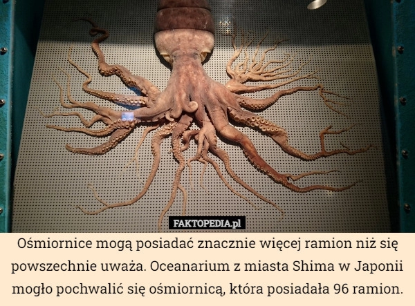 
    Ośmiornice mogą posiadać znacznie więcej ramion niż się powszechnie uważa.