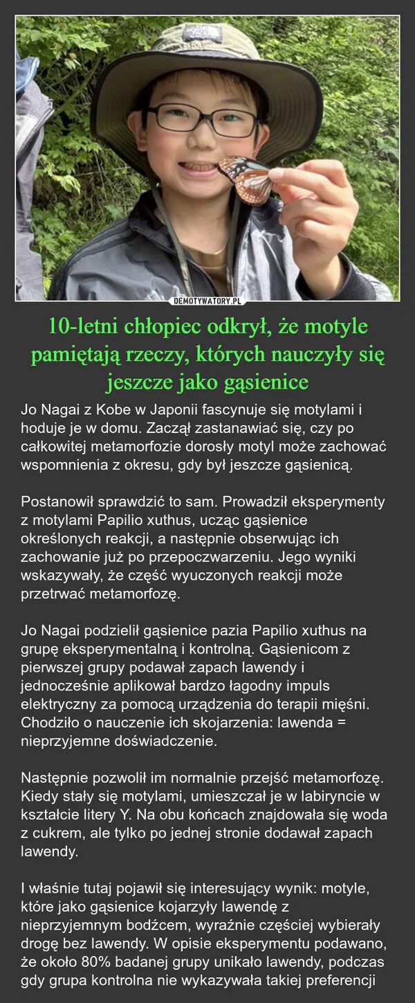 10-letni chłopiec odkrył, że motyle pamiętają rzeczy, których nauczyły się jeszcze jako gąsienice
