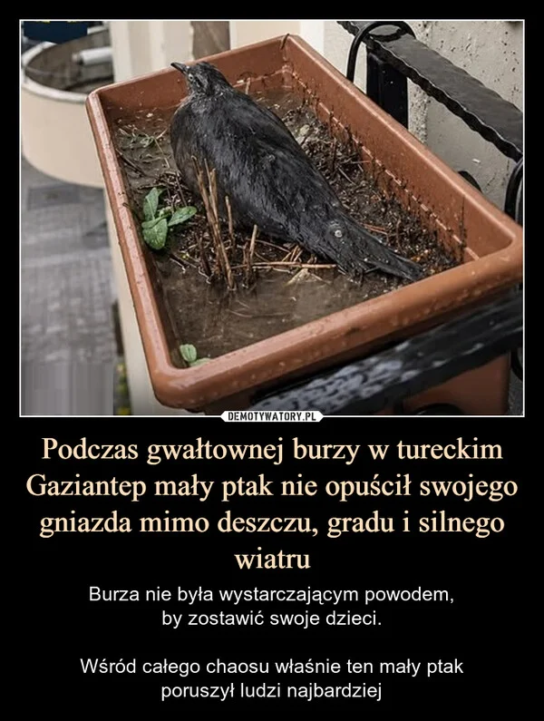 
    Podczas gwałtownej burzy w tureckim Gaziantep mały ptak nie opuścił swojego gniazda mimo deszczu, gradu i silnego wiatru