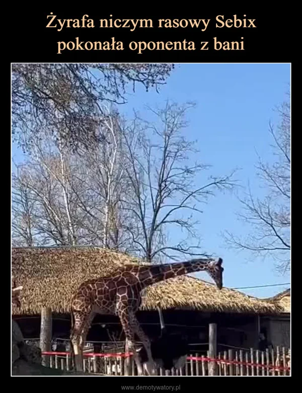 
    Żyrafa niczym rasowy Sebix pokonała oponenta z bani