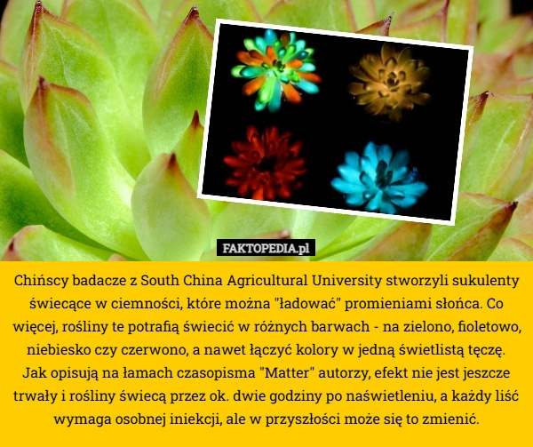 
    Chińscy badacze z South China Agricultural University stworzyli sukulenty
