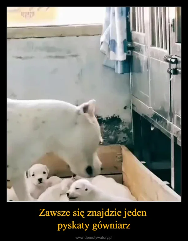 
    Zawsze się znajdzie jeden pyskaty gówniarz
