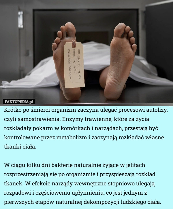 
    Krótko po śmierci organizm zaczyna ulegać procesowi autolizy, czyli samostrawienia.