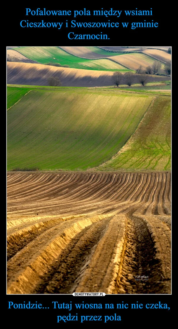 
    Pofalowane pola między wsiami Cieszkowy i Swoszowice w gminie Czarnocin. Ponidzie... Tutaj wiosna na nic nie czeka, pędzi przez pola