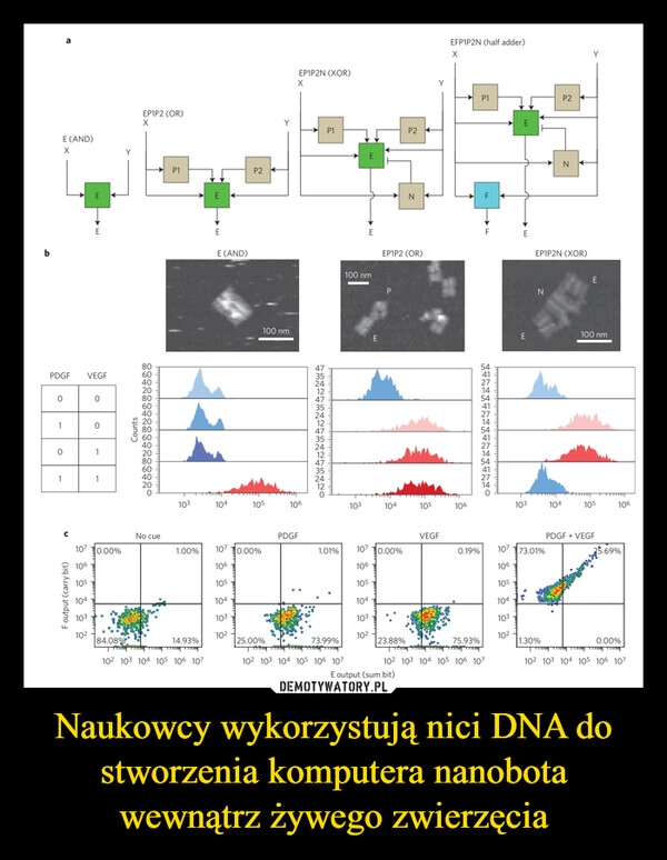 
    Naukowcy wykorzystują nici DNA do stworzenia komputera nanobota wewnątrz żywego zwierzęcia