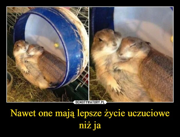 
    Nawet one mają lepsze życie uczuciowe niż ja