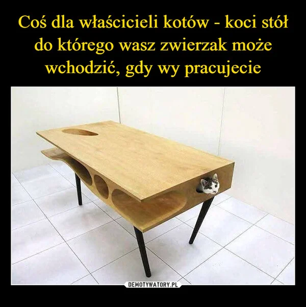 
    Coś dla właścicieli kotów - koci stół do którego wasz zwierzak może wchodzić, gdy wy pracujecie