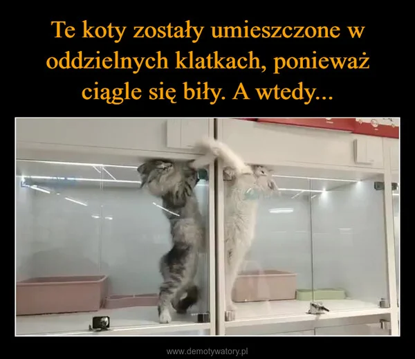 
    Te koty zostały umieszczone w oddzielnych klatkach, ponieważ ciągle się biły. A wtedy...