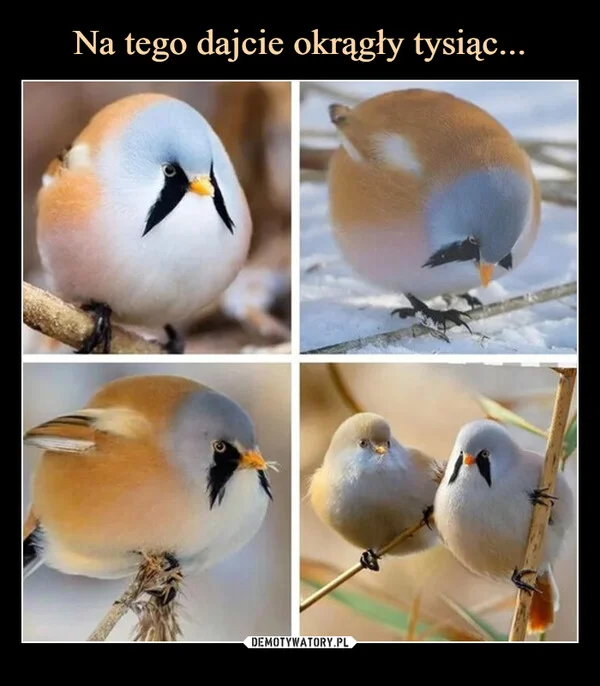 
    Na tego dajcie okrągły tysiąc...
