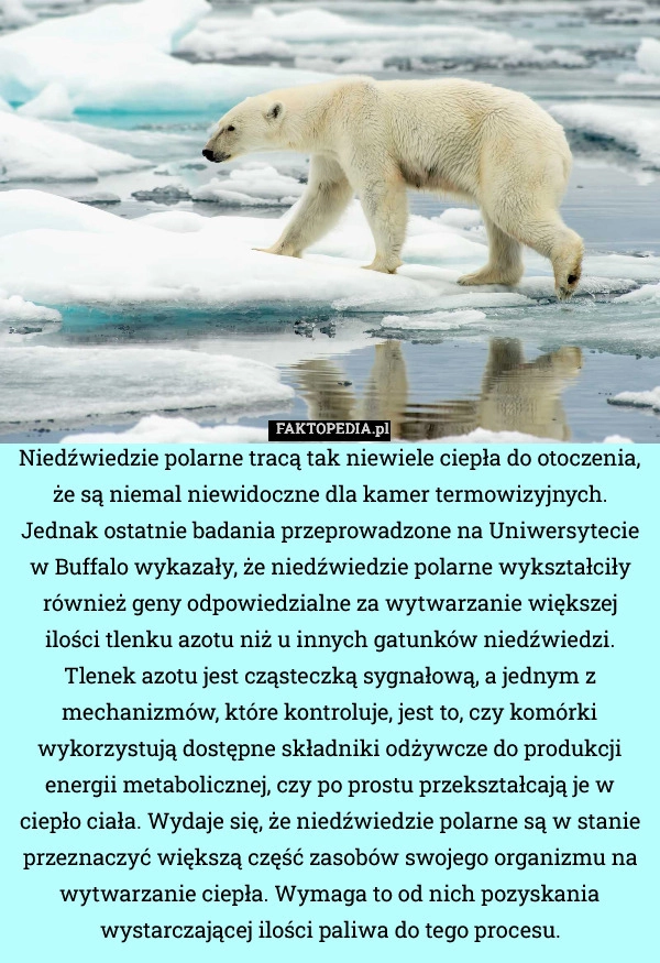 
    Niedźwiedzie polarne tracą tak niewiele ciepła do otoczenia, że są niemal