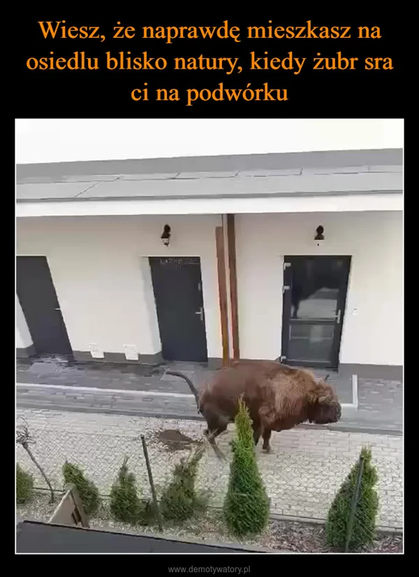 
    Wiesz, że naprawdę mieszkasz na osiedlu blisko natury, kiedy żubr sra ci na podwórku