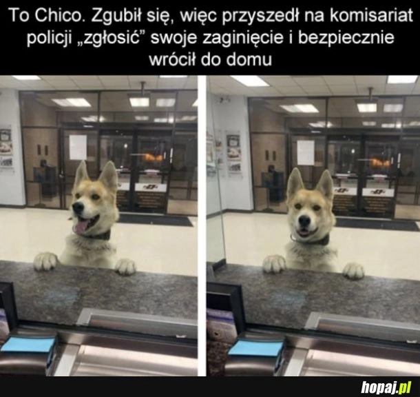 
    Na poprawę humoru