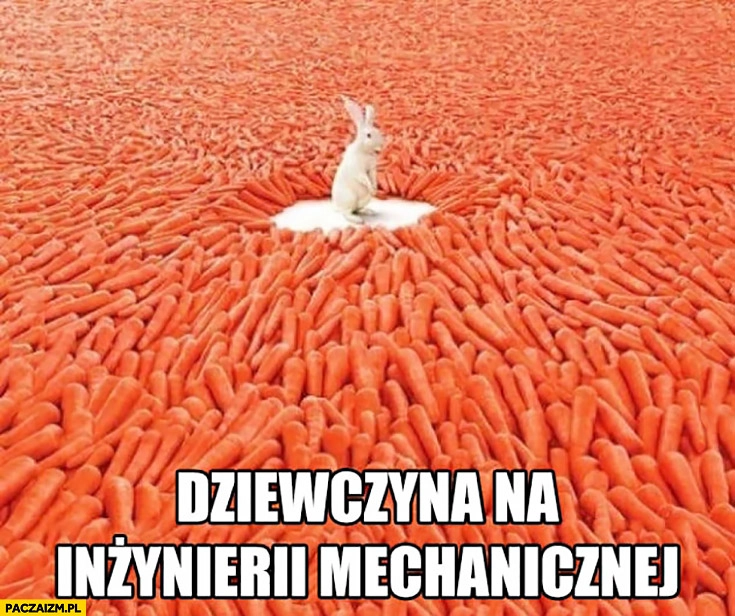 
    Dziewczyna na inżynierii mechanicznej królik zając dookoła mnóstwo marchewek