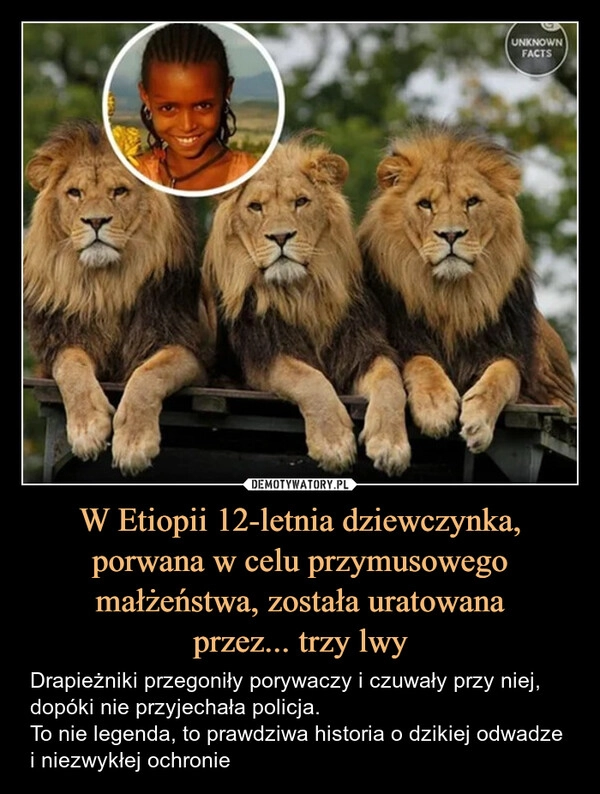 
    W Etiopii 12-letnia dziewczynka, porwana w celu przymusowego małżeństwa, została uratowana
przez... trzy lwy