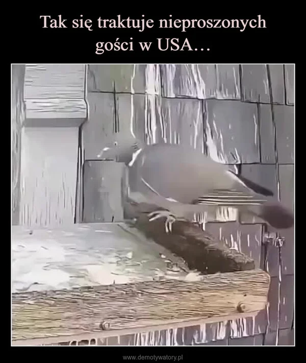 
    Tak się traktuje nieproszonych gości w USA…