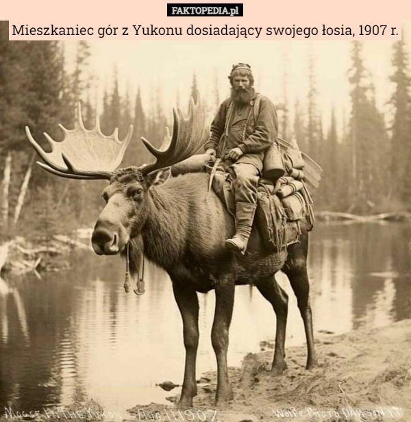 
    Mieszkaniec gór z Yukonu dosiadający swojego łosia, 1907 r.