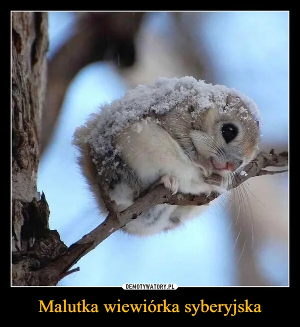 
    Malutka wiewiórka syberyjska