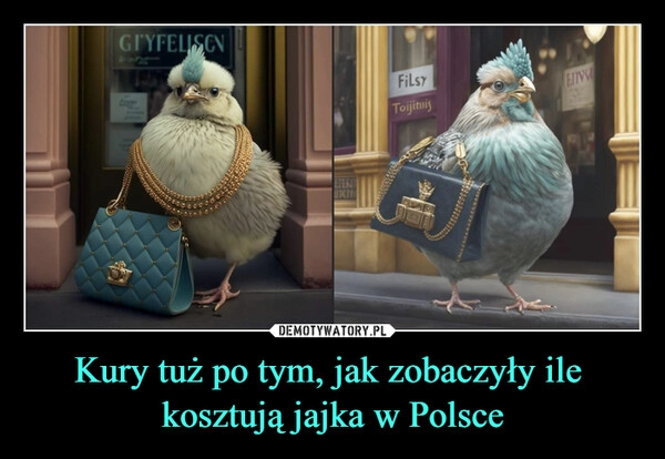 
    Kury tuż po tym, jak zobaczyły ile 
kosztują jajka w Polsce