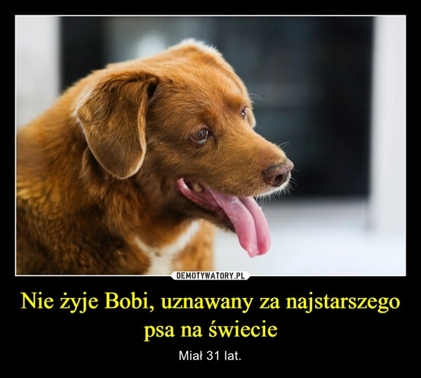 
    Nie żyje Bobi, uznawany za najstarszego psa na świecie