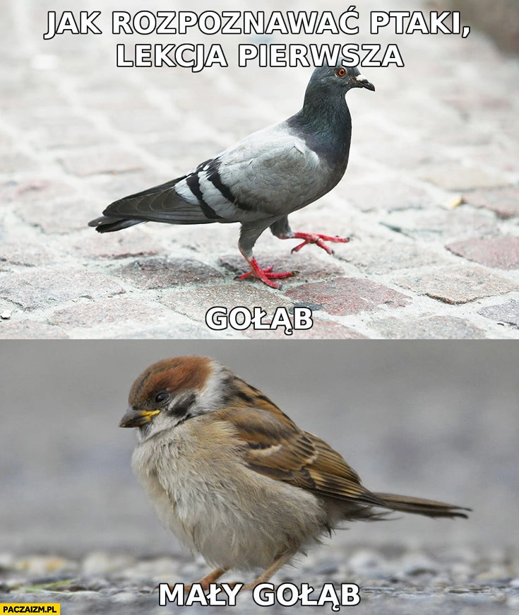 
    Jak rozpoznawać ptaki lekcja pierwsza gołąb, mały gołąb