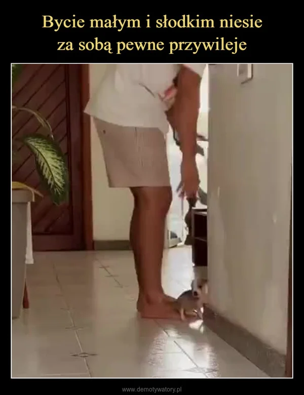 
    Bycie małym i słodkim niesie za sobą pewne przywileje