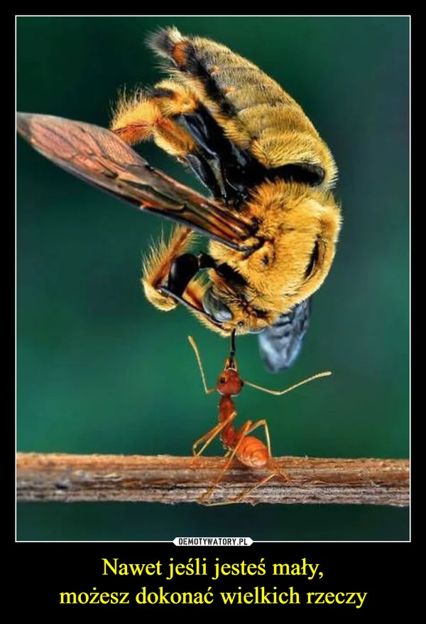 
    Nawet jeśli jesteś mały, możesz dokonać wielkich rzeczy