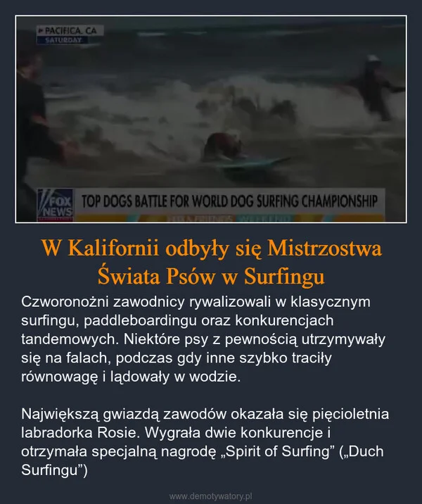 
    W Kalifornii odbyły się Mistrzostwa Świata Psów w Surfingu