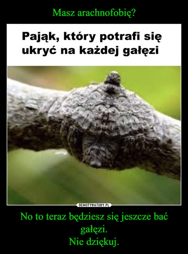 
    Masz arachnofobię? No to teraz będziesz się jeszcze bać gałęzi.
Nie dziękuj.