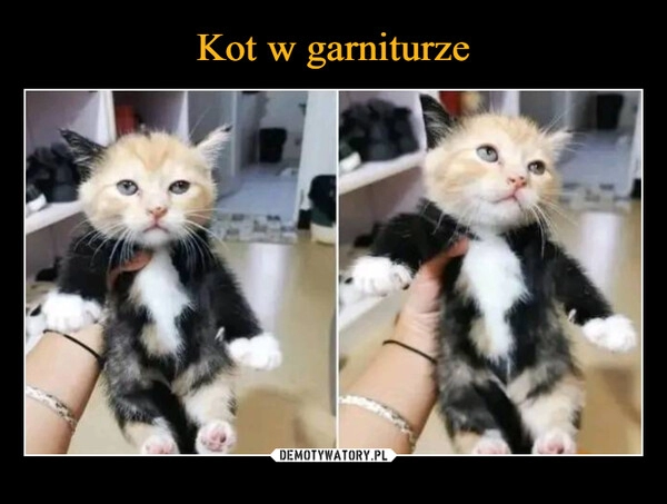 
    Kot w garniturze