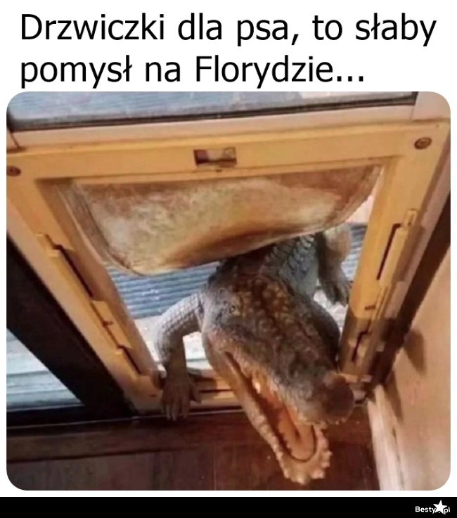 
    Drzwiczki dla psa 