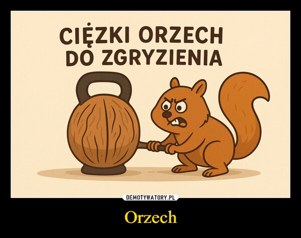 
    Orzech