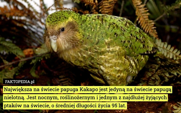 
    Największa na świecie papuga Kakapo jest jedyną na świecie papugą nielotną.