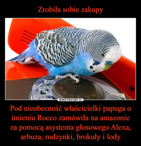 
    
Zrobiła sobie zakupy Pod nieobecność właścicielki papuga o imieniu Rocco zamówiła na amazonie
za pomocą asystenta głosowego Alexa, arbuza, rodzynki, brokuły i lody 