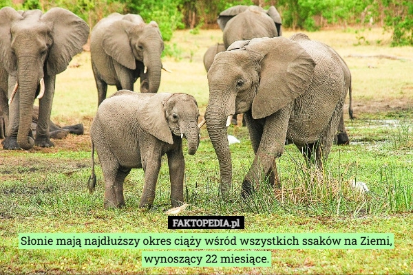 
    Słonie mają najdłuższy okres ciąży wśród wszystkich ssaków na Ziemi, wynoszący