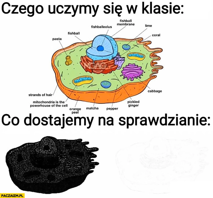 
    Czego uczymy się w klasie: kolorowa ilustracja, co dostajemy na sprawdzianie: ksero nic nie widać