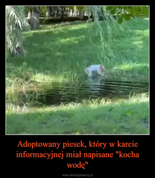 
    Adoptowany piesek, który w karcie informacyjnej miał napisane 