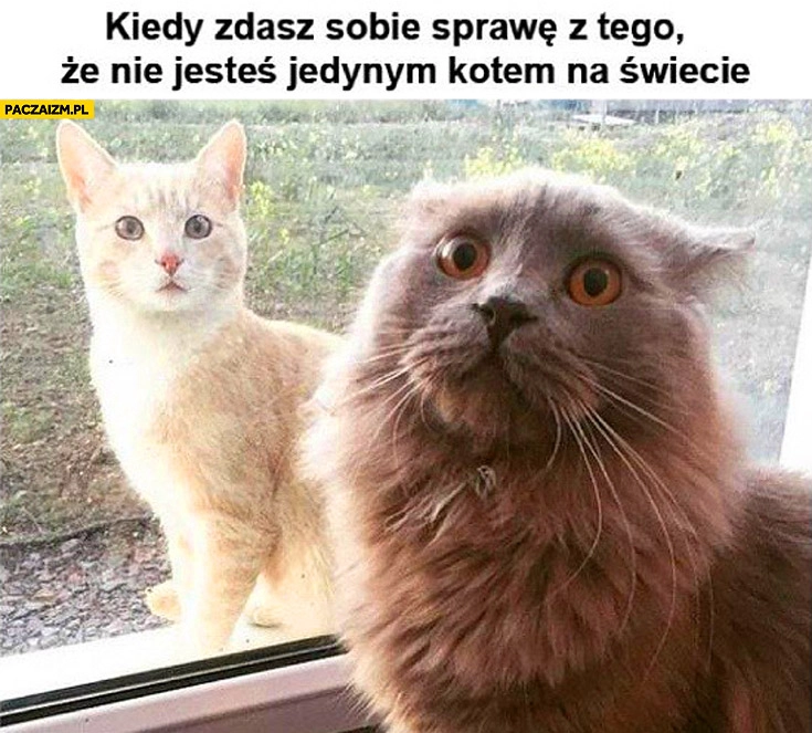 Kiedy zdajesz sobie sprawę z tego że nie jesteś jedynym kotem na świecie